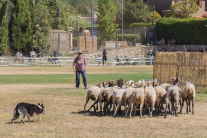 Concurs de gossos d'atura de Prades