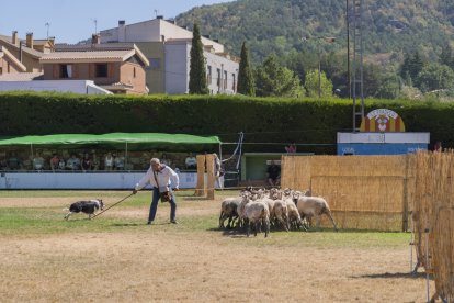 Concurs de gossos d'atura de Prades