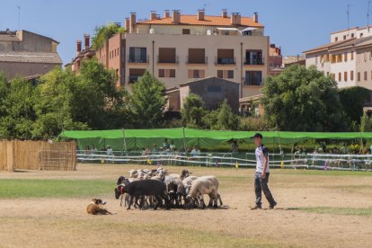 Concurs de gossos d'atura de Prades