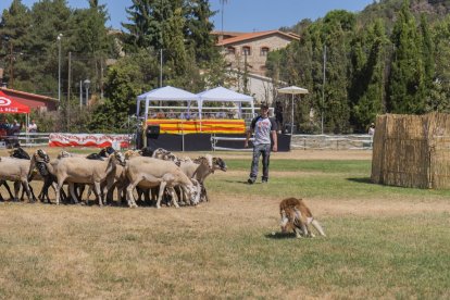 Concurs de gossos d'atura de Prades