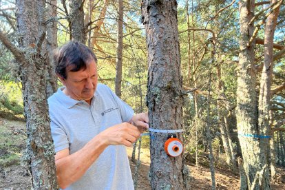 Un enginyer forestal mesurant un arbre d'una parcel·la 8x8CAT.