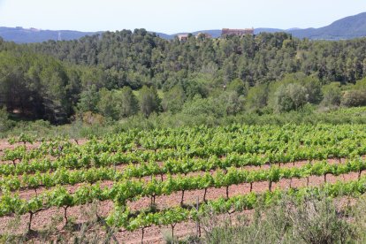 Imatge d'un camp de vinyes al Pla de Manlleu, envoltat de zona boscosa on hi viuen cabirols