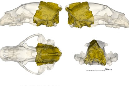 Reconstrucció fotogràfica del fragment de crani d''Ursus deningeri' recuperat al jaciment del Barranc de la Boella.