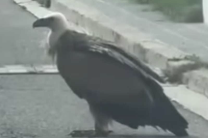 Imagen del buitre en Torredembarra.