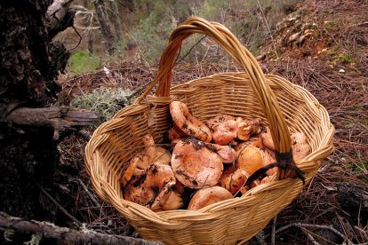 Imatge d'una cistella de rovellons.