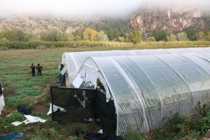 Dos agents dels Mossos d'Esquadra, davant dos dels cinc hivernacles amb una plantació de marihuana localitzada a Benifallet.