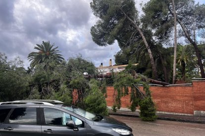 Imatge d'un arbre caigut en un habitatge.