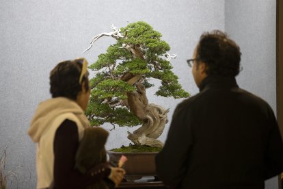 Dues persones observen un bonsai al Congrés Europeu de bonsais