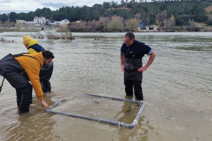 Diversos tècnics alliberen esturions al riu Ebre.