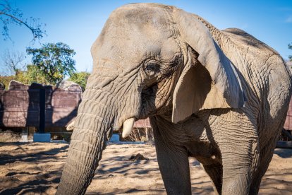 La Yoyo, l'elefanta més longeva del món, al Zoo de Barcelona