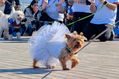 Un dels gossos participants, disfressat de ballarina