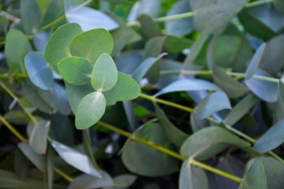 Imatge d'una planta d'Eucaliptus.