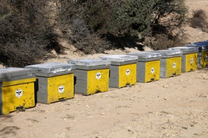 Las diez cajas de abejas que se han instalado en la finca experimental de Maials de la Diputación de Lleida en el marco del proyecto Redicat