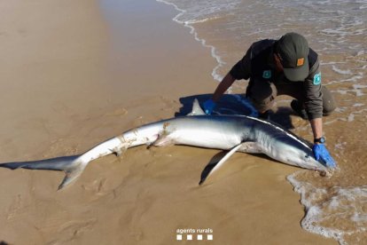 Imagen de la tintorera herida en la playa de la Arrabassada.