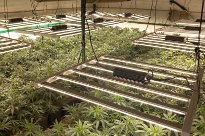 Imatge de la plantació localitzada en una masia a les afores de Reus.