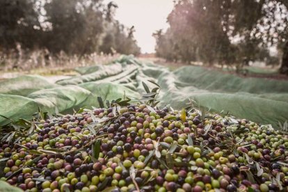 Imatge promocional de la visita i degustació al molí d'oli del Celler Masroig.