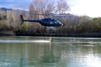 Un helicòpter fumiga les larves de mosca negra al riu Ebre, a Xerta