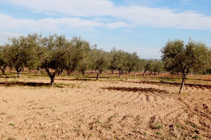 Terreny on s'ubicaria el nou polígon de la Bisbal del Penedès amb oliveres i cultius en actiu.