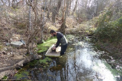 Una col·locació de les plataformes específiques per la detecció de petjades de visó americà a Ulldemolins.
