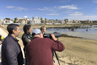 Observació del corriol a les platges del Vendrell.