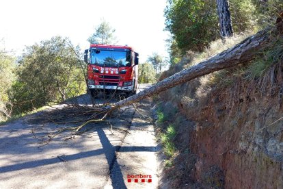 Un árbol caído a la carretera de Granera a Monistrol de Montserrat