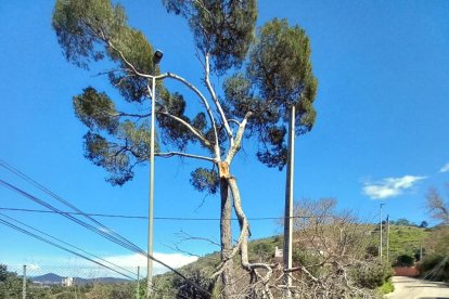 Un árbol caído para|por el fuerte viento a Cervelló