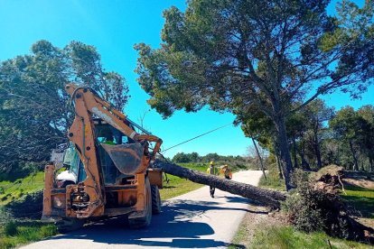 Un árbol caído sobre unos cables a Castellfollit del Boix