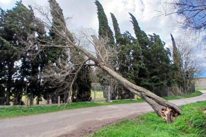 Un árbol tumbado por la ventolera en Vilatenim, en el Alt Empordà
