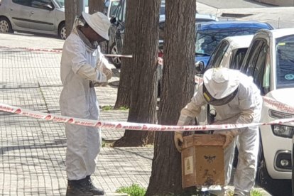 Imatge dels Bombers realitzant les tasques per retirar les abelles de forma segura