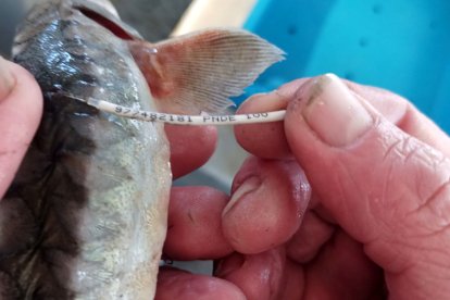Un esturió del projecte 'MigratoEbre' amb el fil amb dades per contactar si se'l pesca.