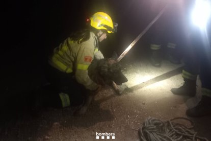 Imatge del pastor alemany rescatat.