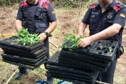 Imatge dels Mossos d'Esquadra amb les plantes intervingudes a Querol