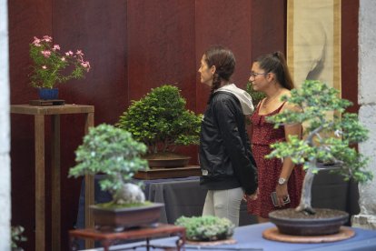 L’exposició compta amb una cinquantena de bonsais.