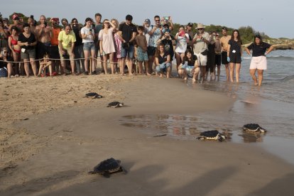 Cinc tortugues fent les seves primeres passes cap a la llibertat.