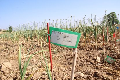 Imatge dels terrenys on es conreen alls en el marc de l'espai test agrari de Belltall
