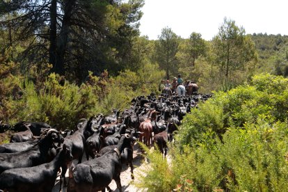El ramat de Daniel Giraldo, durant l'última etapa de transtermitància inclosa al programa del festival Llamp