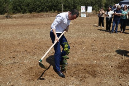El conseller d'Agricultura, Òscar Ordeig, plantant un avellaner