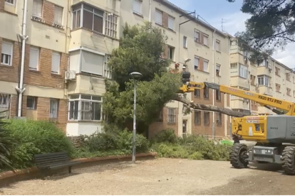 Imatge del pi que ha estat retirat