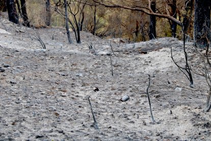 El bosc totalment calcinat per l'incendi de Paüls.