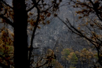 El bosc totalment calcinat per l'incendi de Paüls.