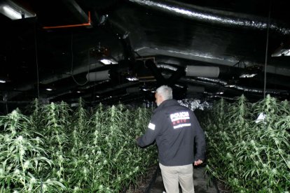 Un agent dels Mossos d'Esquadra observa plantes de marihuana a l'interior d'una antiga fàbrica de pinzells a la Sénia.