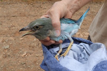 Imatge d'un exemplar de gaig blau.