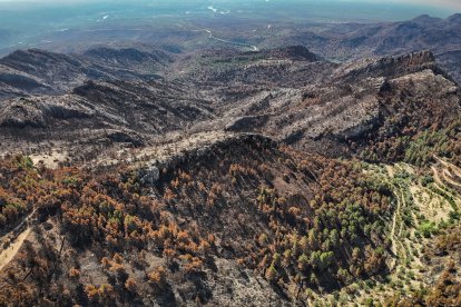 Bosques quemados en el incendio de Paüls