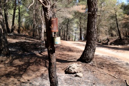 Bosque quemado en el Coll Ventós de Paüls