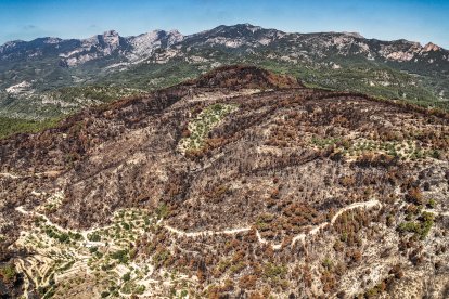 Bosques quemados en el incendio de Paüls