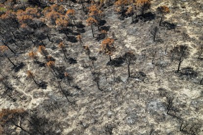 Pinos quemados en el incendio de Paüls