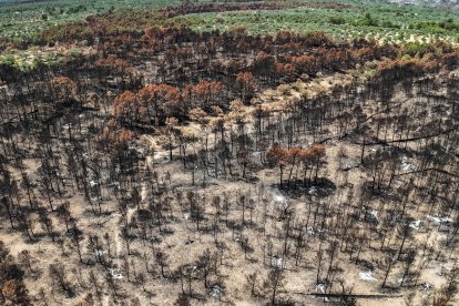 Pinar y fincas abandonadas quemadas por el incendio de Paüls