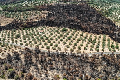 Finca de olivos en la Plana de Xerta rodeada de zona quemada