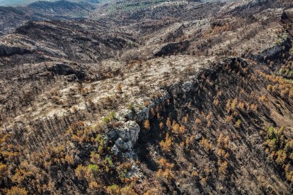 Bosques quemados en el incendio de Paüls