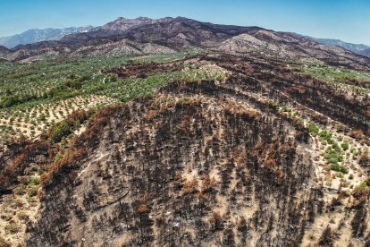 Zona quemada en las planas de Xerta con los cuellos y picos de Paüls quemados en el fondo, desde donde bajó el incendio
